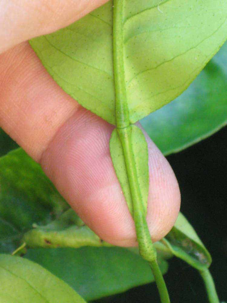              Petiole (Riverside, CA)       